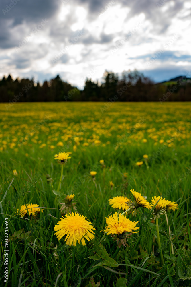 Landschaft, Natur, Wiese, Löwenzahn, Himmel, Bayern, Oberbayern