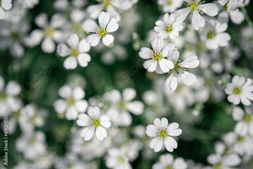 close-up of flowering white flowers in meadow. beautiful nature. summer concept