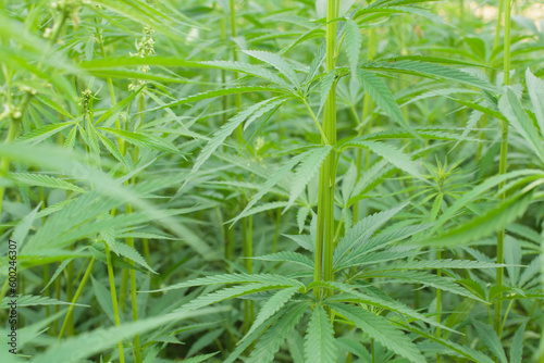 Hemp leaves, green shoots, close-up. Leaf cannabis.