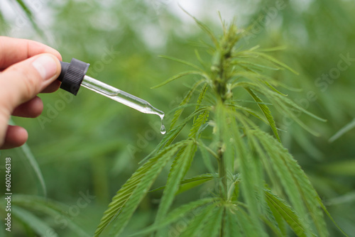 Natural medicine: dropper dripping on hemp plant.