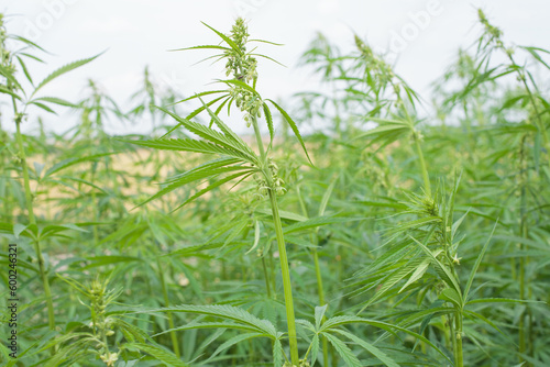 Close-up on hemp plants, green shoots and leaves.