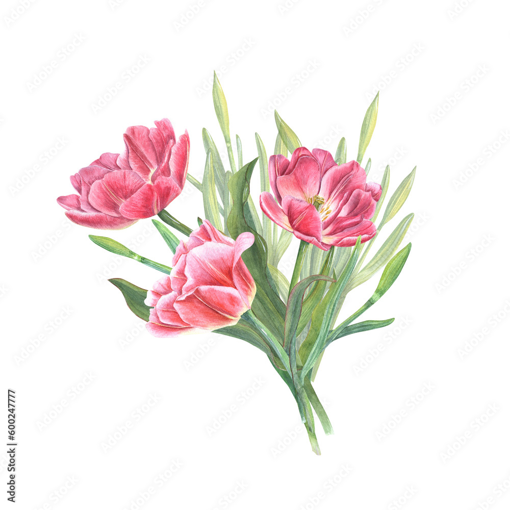 Watercolor bouquet of pink tulips and daffodils isolated on transparent. Illustration for the design of postcards, greetings, patterns, for Save the Date, Valentines day, birthday, wedding cards