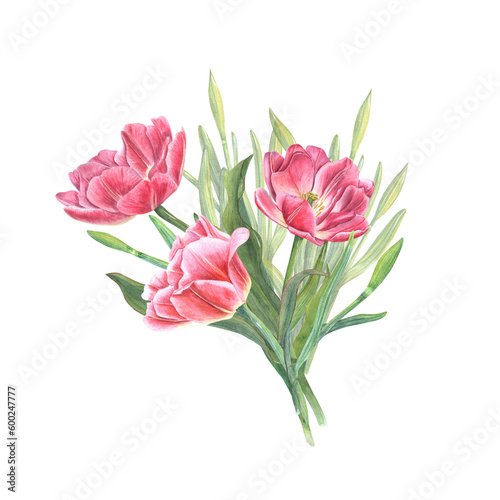 Watercolor bouquet of pink tulips and daffodils isolated on transparent. Illustration for the design of postcards  greetings  patterns  for Save the Date  Valentines day  birthday  wedding cards