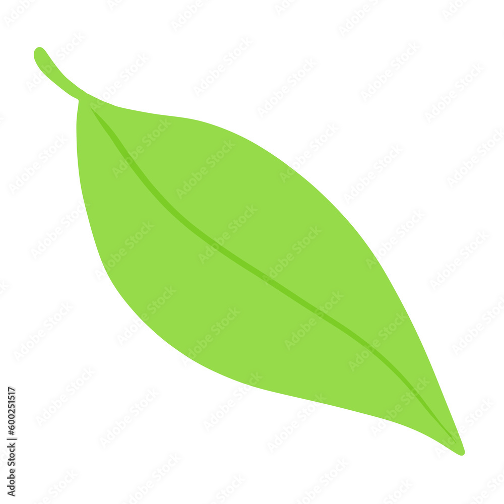 Fototapeta premium green leaf isolated