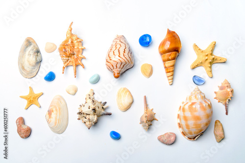 Seashells collection on white background top view