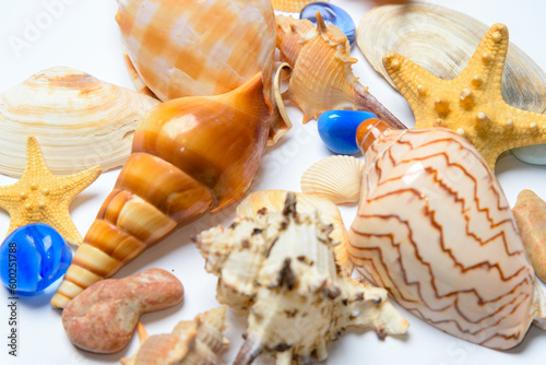 Collection of seashells and starfish