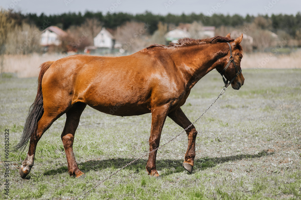 Fototapeta premium Beautiful brown horse, stallion walks, grazes in a meadow with green grass in a pasture, nature. Animal photography, portrait, wildlife, countryside.
