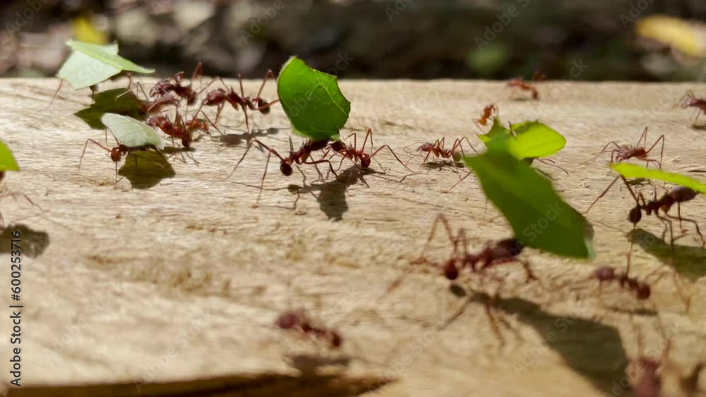 MACRO, DOF: Colony of marching red ants carrying small pieces of green leaves. Leafcutter ants transporting leafage and collecting stock for growing their own fungus. Animal diversity of wild Panama.