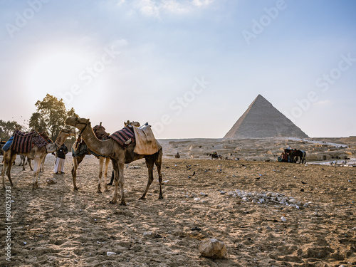 Camels in front of the Great Pyramid