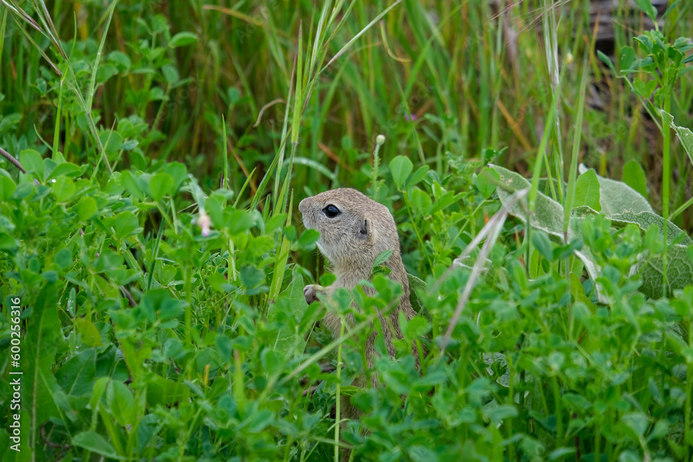 Close up cute prairie dogs animal inside green area. Selective focus. Close up cute prairie dogs animal inside green area. Selective focus.