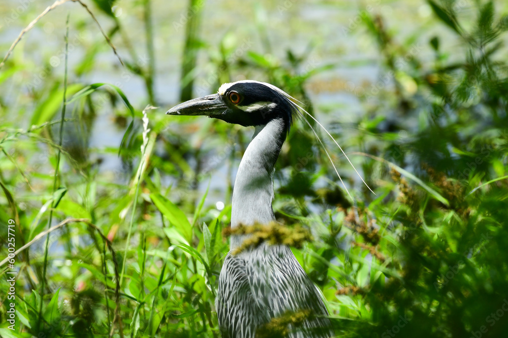 Fototapeta premium Yellow-Crowned Night Heron in Brazos Bend State Park, Texas