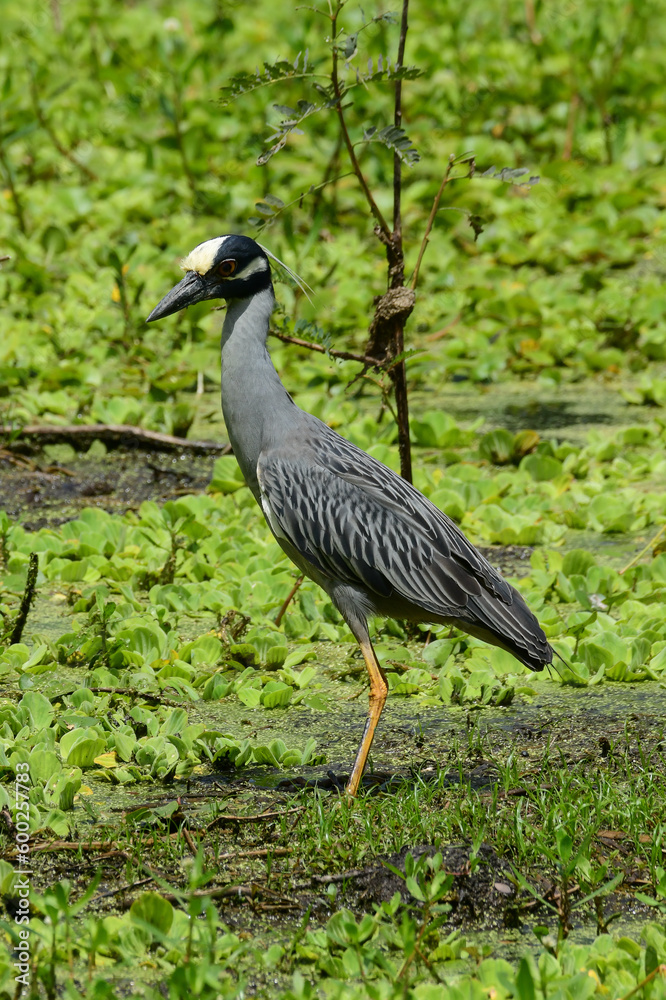 Naklejka premium Yellow-crowned Heron at Brazos Bend State Park, Texas