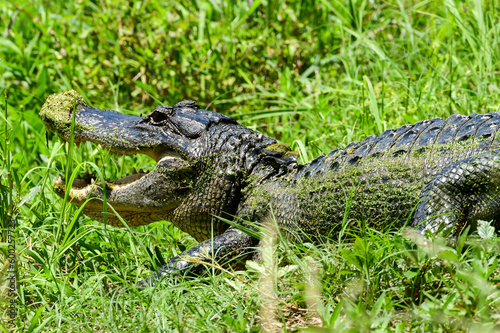 alligator in the grass