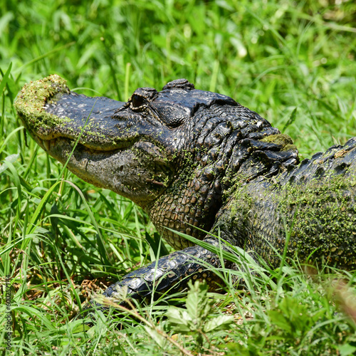 American Alligator at Anahuac National Wildlife Refuge  Texas