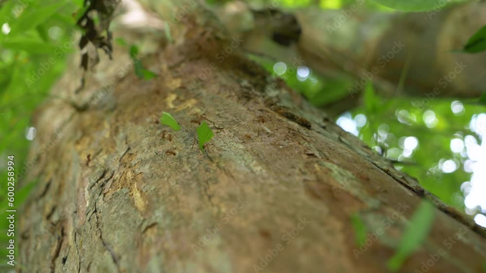 MACRO, DOF: Worker colony of ants transports leaf fragments down the tree trunk. Leafcutter ants defoliate leaves and cause damage on jungle tree. Amazing but harmful insects in Panamanian rainforest. MACRO, DOF: Worker colony of ants transports leaf fragments down the tree trunk. Leafcutter ants defoliate leaves and cause damage on jungle tree. Amazing but harmful insects in Panamanian rainforest.