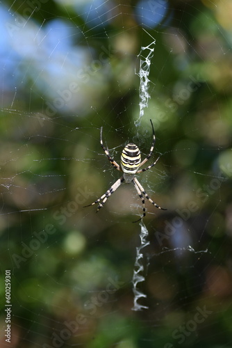 Argiope bruennichi - Ragno vespa