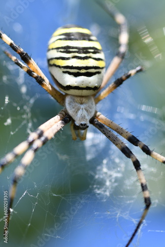 Argiope bruennichi - Ragno vespa