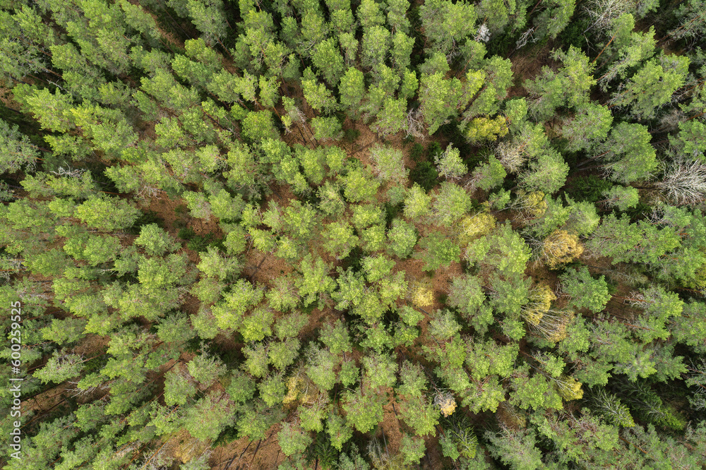 Aerial view of green summer forest with spruce and pine trees forest view from above, aerial top view with copy space design for web banner Aerial view of green summer forest with spruce and pine trees forest view from above, aerial top view with copy space design for web banner