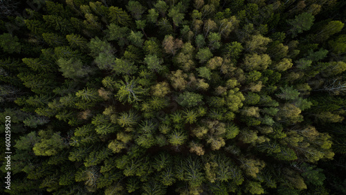 Aerial view of green summer forest with spruce and pine trees forest view from above, aerial top view with copy space design for web banner