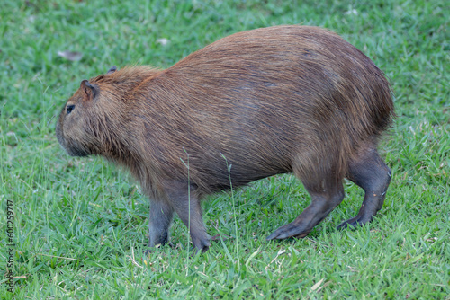 South American capybara rm closeup and selective focus