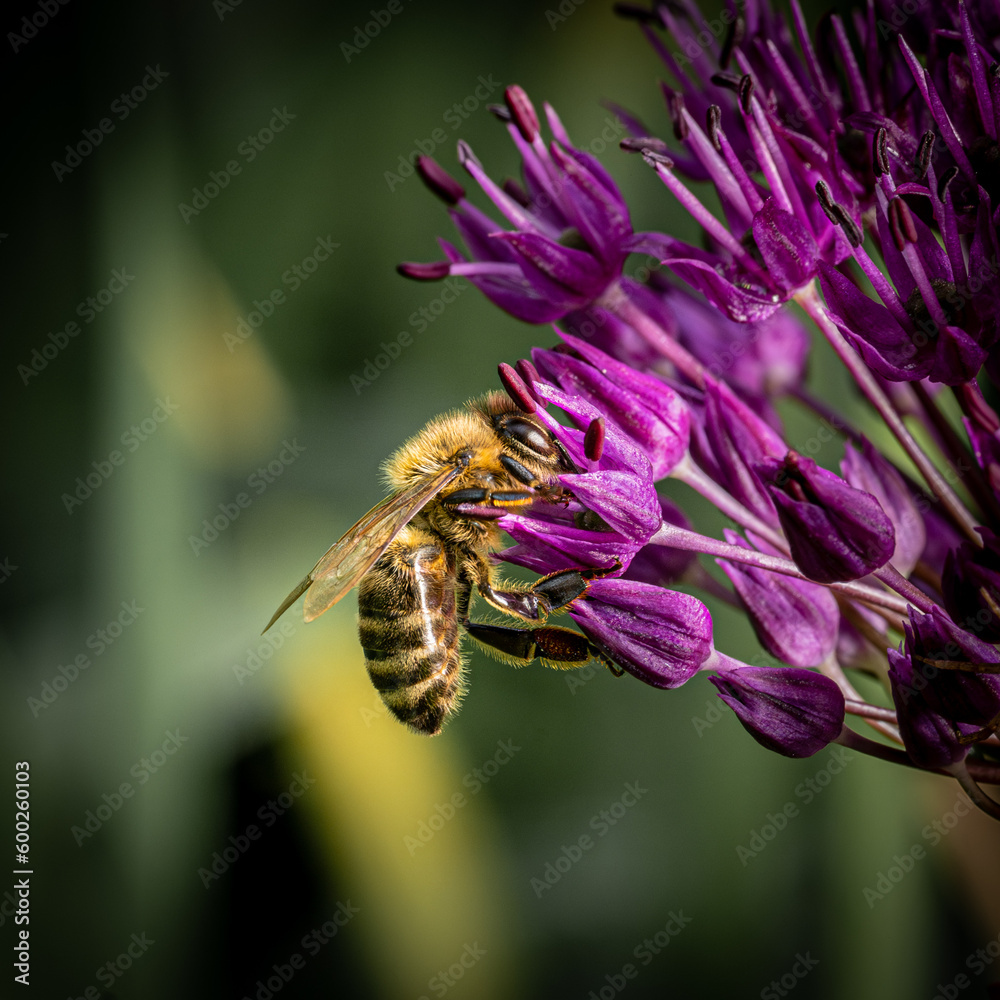 bee honeybee work insect honey flower bee honeybee work insect honey flower
