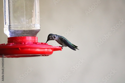 Hummingbird in Resting and Feeding on Red Bird Feeder, Anna's Hummingbird, in Southern California on Washed Out Background