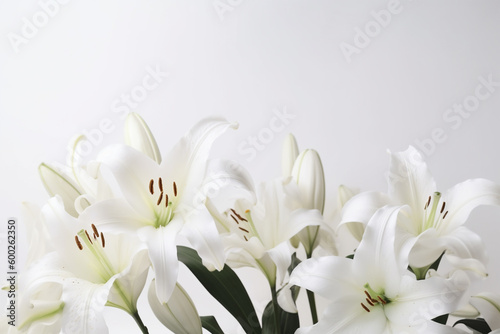 Lily on white background