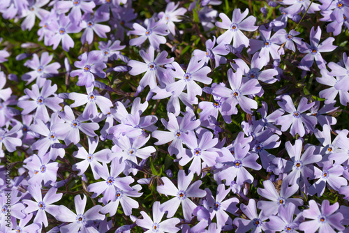 Phlox subulata 