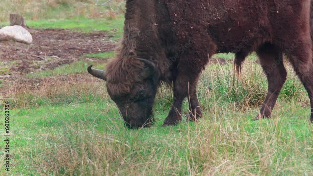 European bison eats grass, bison grazes in a meadow in a wild forest. Wild bison in the forest. European bison eats grass, bison grazes in a meadow in a wild forest. Wild bison in the forest.