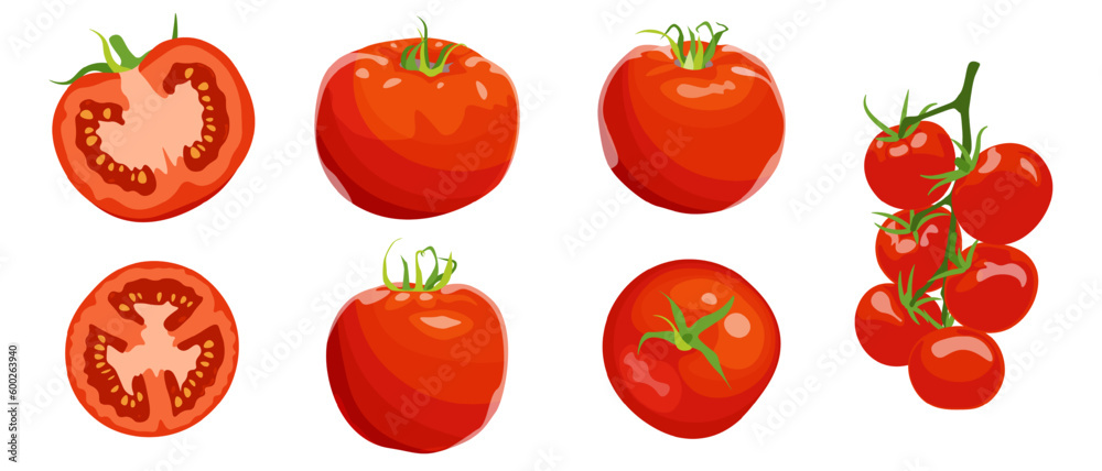 Different varieties of tomatoes, red tomatoes, large and small cherry tomatoes. Bright juicy vegetable in cross section, vector isolated image on white background.