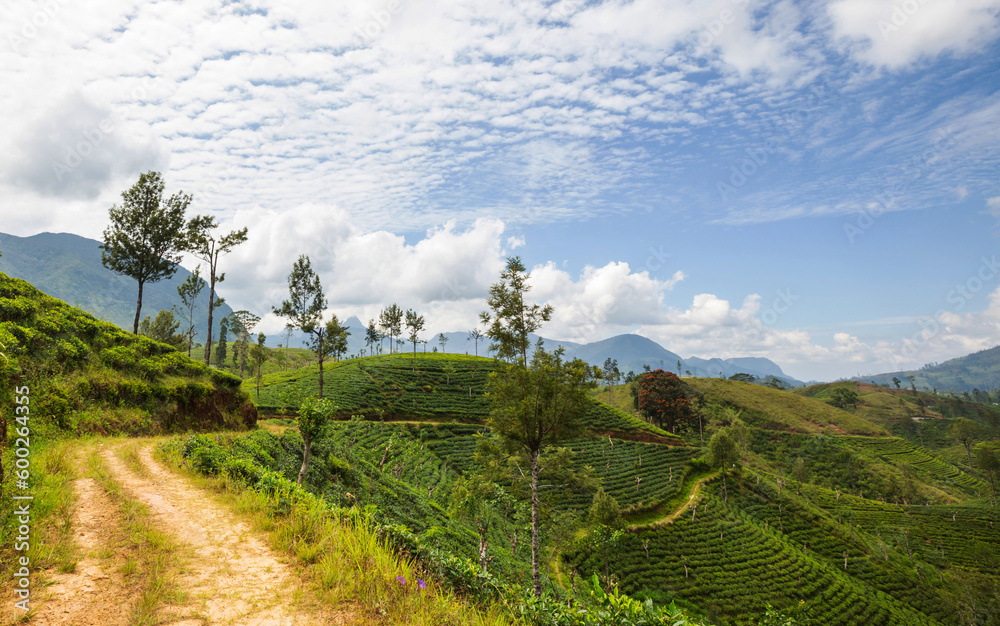 Naklejka premium Tea plantation