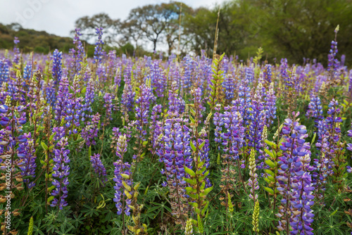 Wildflowers