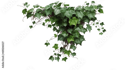 植物, 部品, ぶどう,, green leaves, 緑