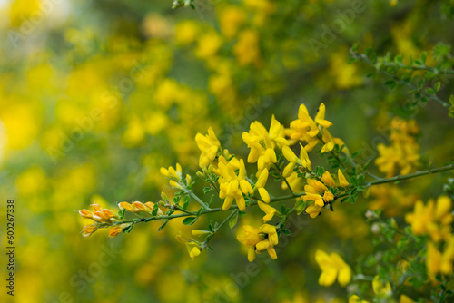 Yellow flowers of the plant Teline canariensis. High quality photo