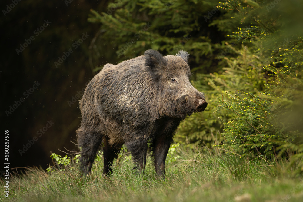 Wild boar in the spring forest. Calm wild pig among the trees. European wildlife during spring. Wild sow hiding small piglets. Wild boar in the spring forest. Calm wild pig among the trees. European wildlife during spring. Wild sow hiding small piglets.