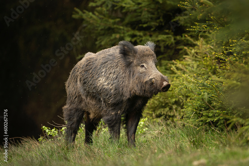 Wild boar in the spring forest. Calm wild pig among the trees. European wildlife during spring. Wild sow hiding small piglets. © prochym