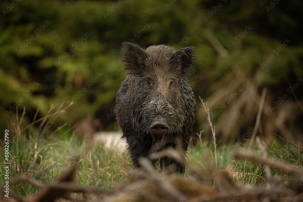 Wild boar in the spring forest. Calm wild pig among the trees. European wildlife during spring. Wild sow hiding small piglets. Wild boar in the spring forest. Calm wild pig among the trees. European wildlife during spring. Wild sow hiding small piglets.