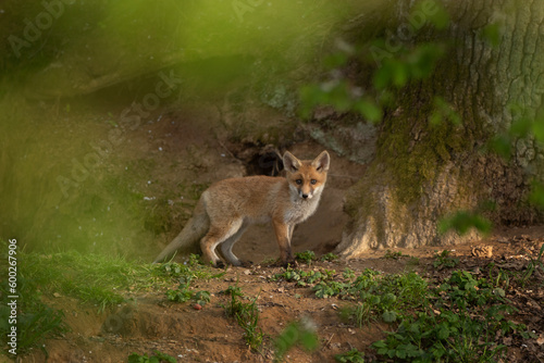 Fototapeta Naklejka Na Ścianę i Meble -  Small red fox near the burrow. Calm fox in the forest. European wildlife during spring time. 