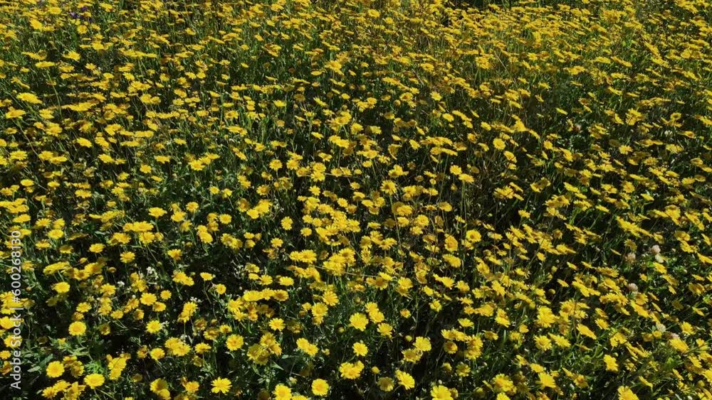 Close up drone view of yellow wild field flowers. A carpet of yellow wild flowers in a meadow in spring or early summer. 4K resolution drone video. Close up drone view of yellow wild field flowers. A carpet of yellow wild flowers in a meadow in spring or early summer. 4K resolution drone video.