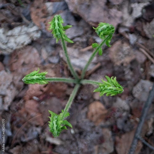 forêt Canada, printemps, jeune fougère