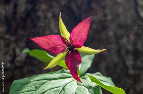 forêt Canada, printemps, fleur