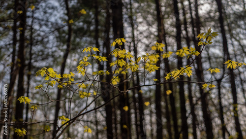 forêt Canada, printemps, fleurs, feuilles, bourgeons, 