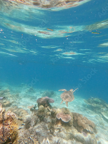 View of sea turtle underwater © taffpixture