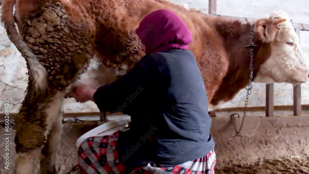 Video of female hand milking cows living in a village with her head covered. Video of female hand milking cows living in a village with her head covered.
