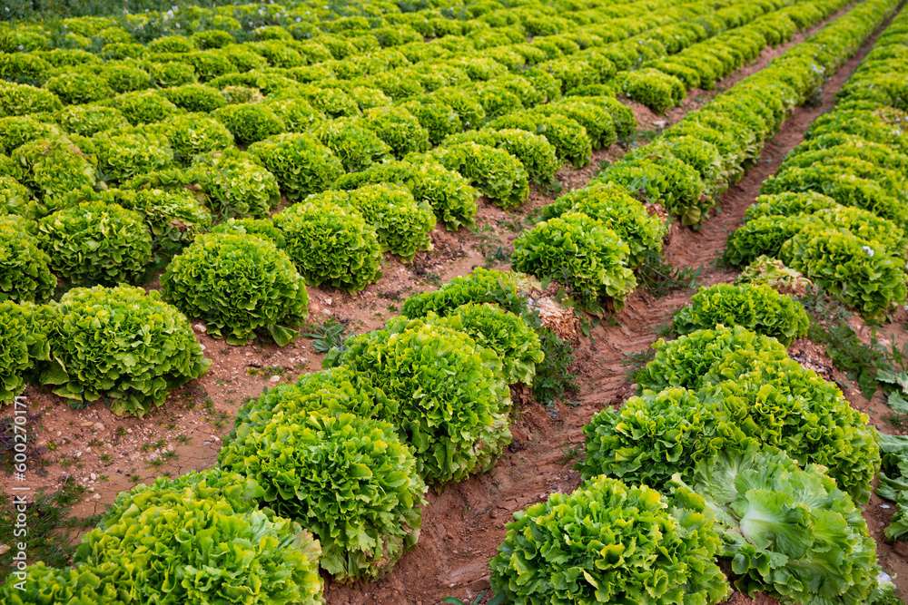 Rows of harvest of green lettuce in garden, no people