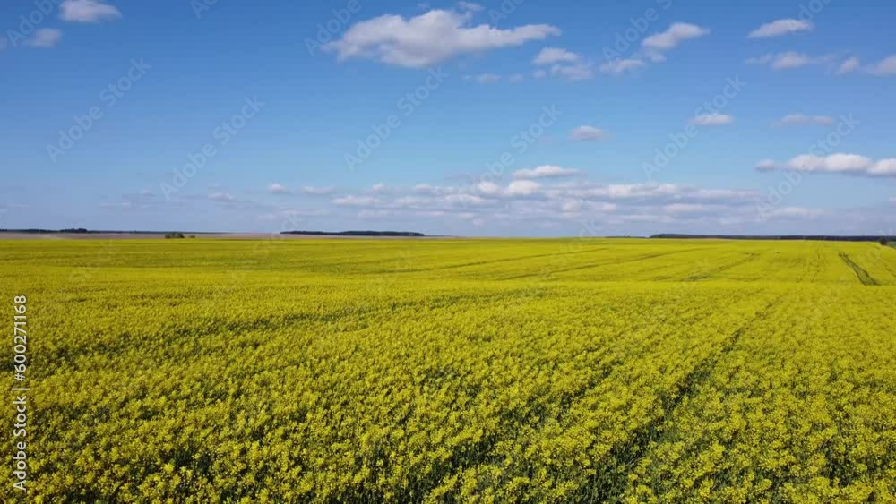 Yellow rapeseed field in spring. Good mood thanks to beautiful views. Yellow rapeseed field in spring. Good mood thanks to beautiful views.