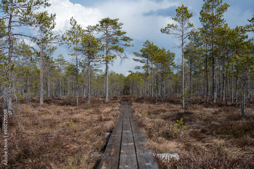 Wooden walkway on the yellow-red moss of a raised bog in a pine forest in spring. Sunny, with bluish storm clouds also hit by sunlight