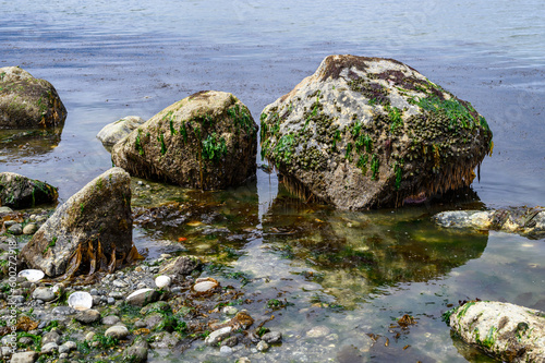 Environment at low tide in Puget Sound, large rocks with sea anemones, barnacles, and seaweed, as a nature background
