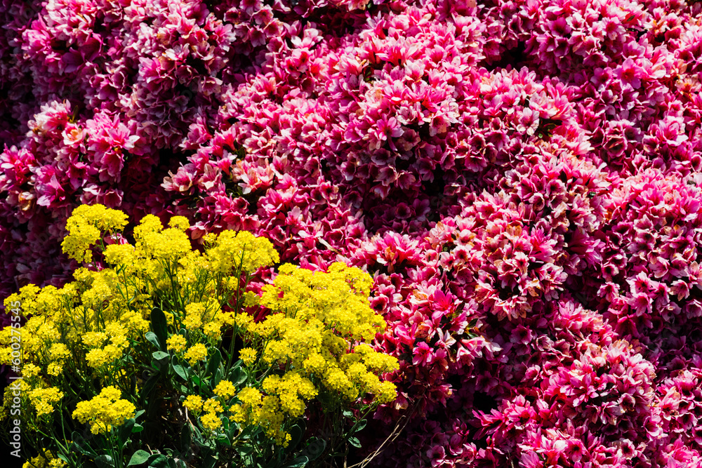 pink and yellow flowers pink and yellow flowers