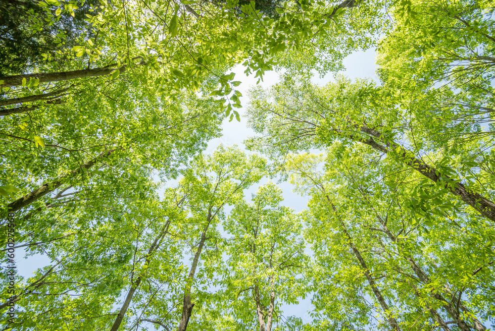 下から見上げた新緑のクヌギ林